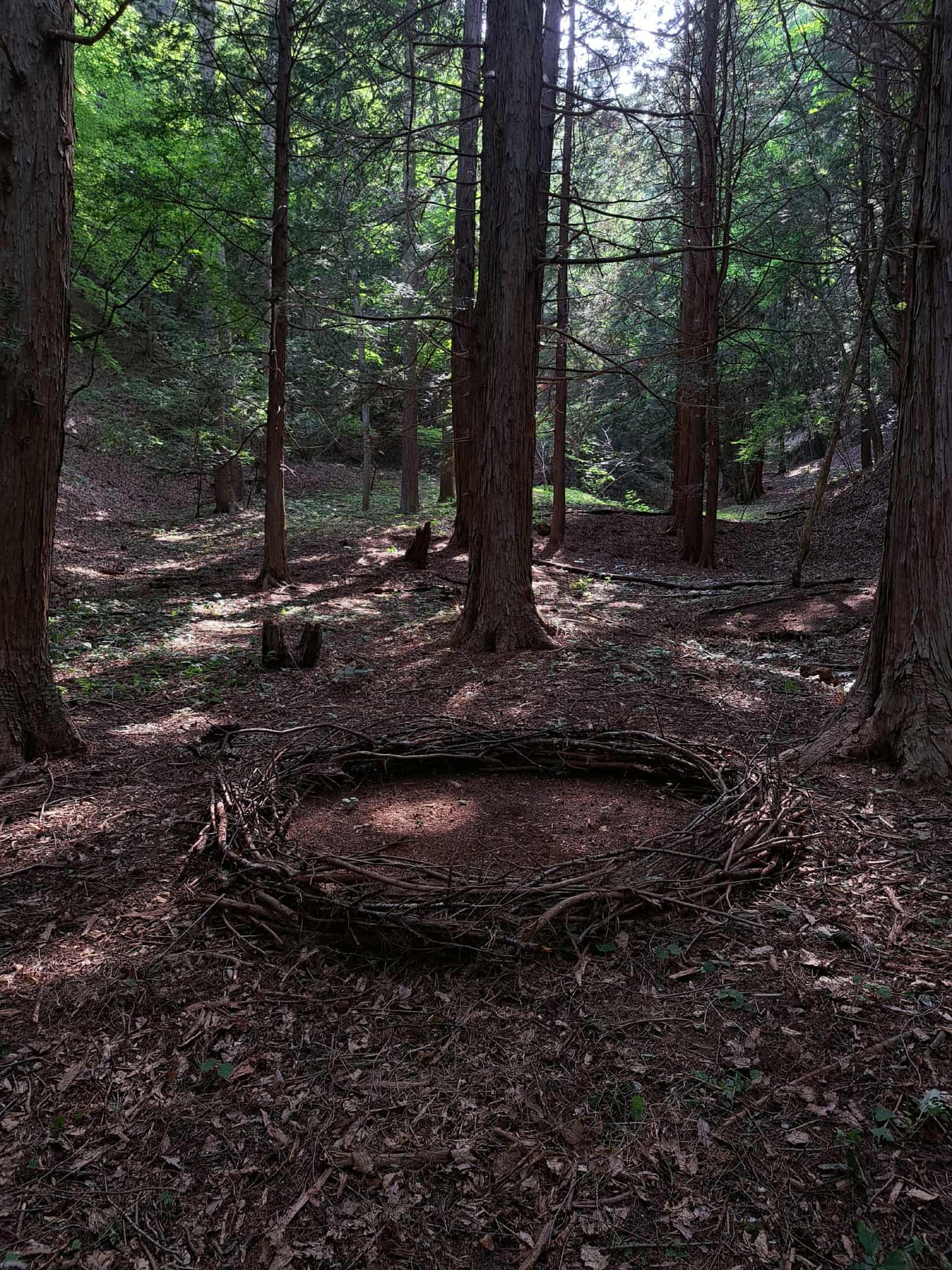⑦Forest Walk & Workshop "Trees Have Faces" | フォレストウォーク&ワークショップ「木には顔がある」(限定7名)