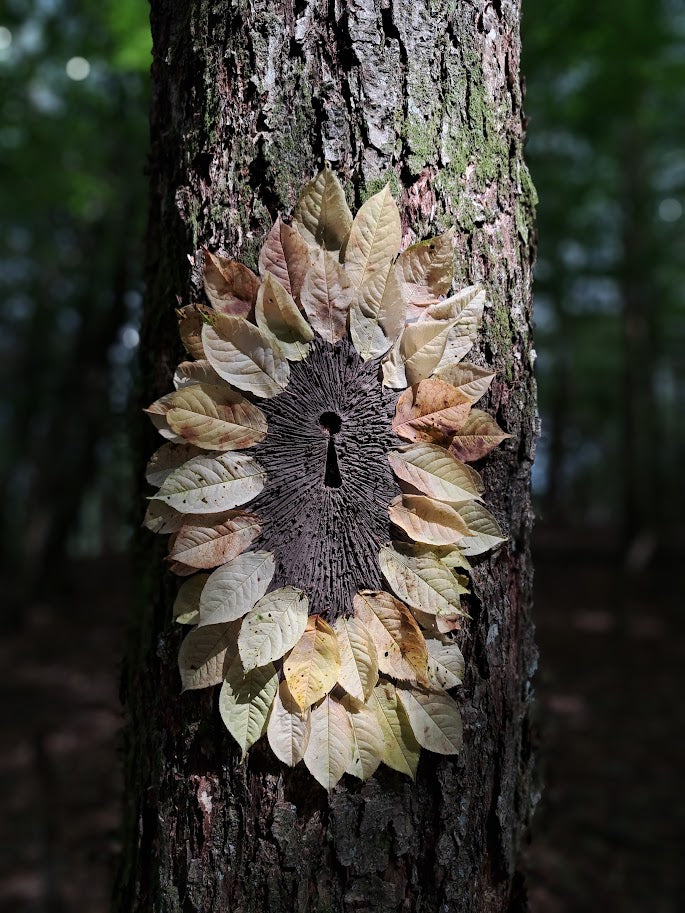 ⑦Forest Walk & Workshop "Trees Have Faces" | フォレストウォーク＆ワークショップ「木には顔がある」（限定7名）
